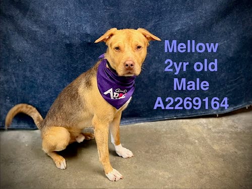 Photo of Mellow, adoptable Labrador Retriever in Chatsworth, California