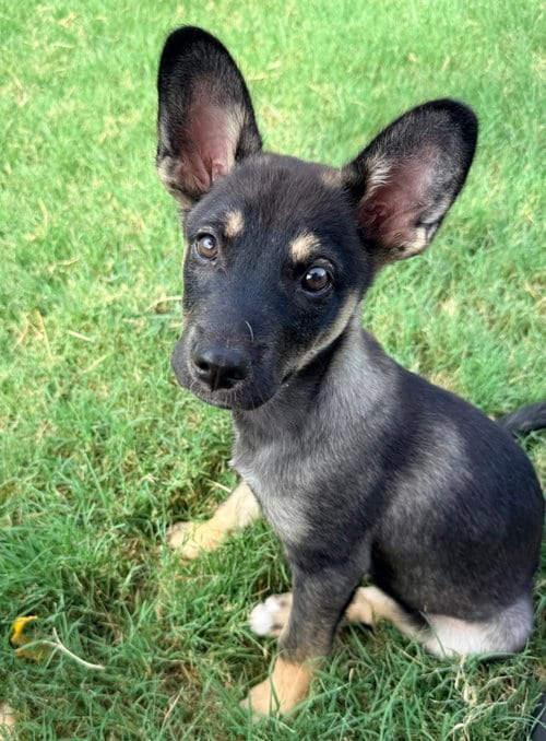 Photo of Mars, adoptable Shepherd in Denton, Texas