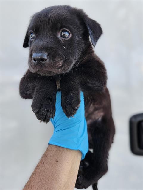 Photo of Harvey, adoptable Labrador Retriever in San Antonio, Texas