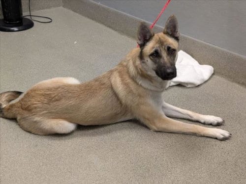 Photo of Raven, adoptable German Shepherd Dog in Las Vegas, Nevada