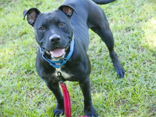 Photo of Misty, adoptable American Staffordshire Terrier in Tallahassee, Florida
