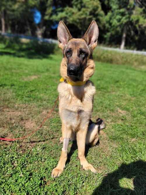 Photo of Korra, adoptable German Shepherd Dog in Lancaster, Pennsylvania