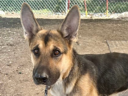 Photo of Yuri, adoptable dog in Georgetown, Texas