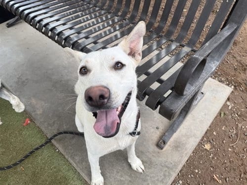 Photo of Dove, adoptable Carolina Dog in Phoenix, Arizona