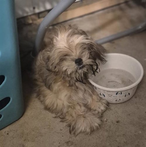 Photo of Teddybear, adoptable Yorkshire Terrier Yorkie in San Antonio, Texas