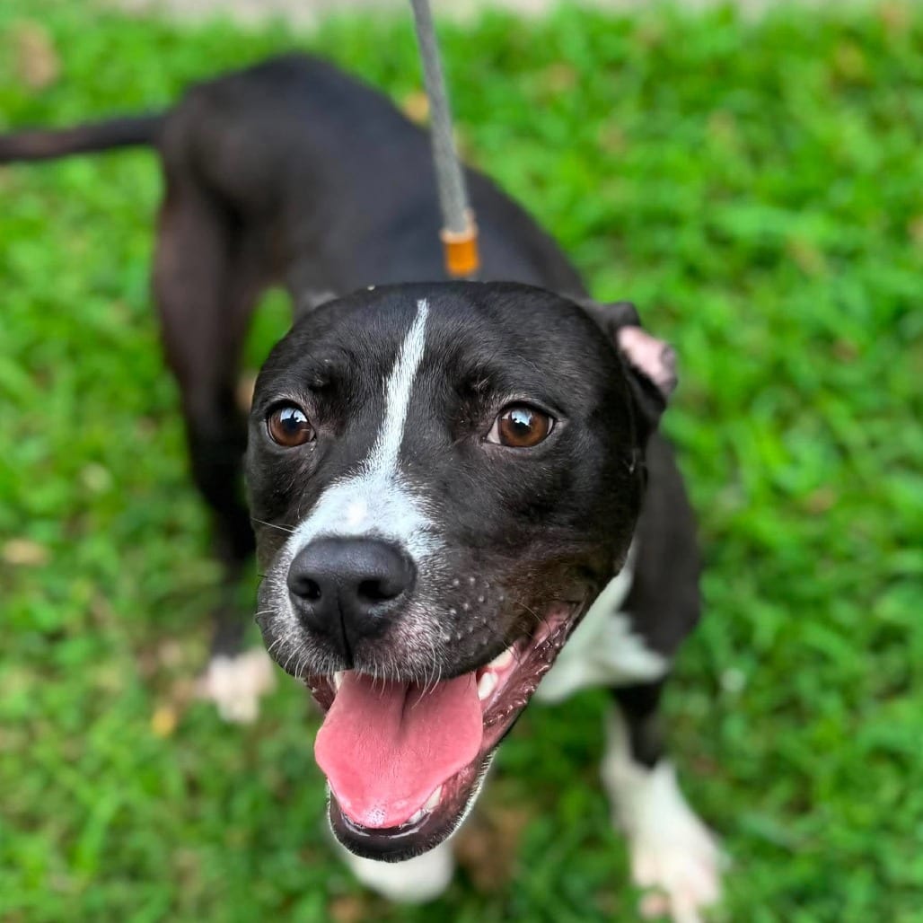 Photo of Donnie, adoptable Terrier, American Staffordshire / Mixed Breed (Medium) in Whitestone, New York