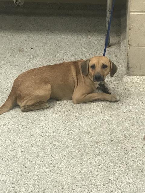 Photo of Candy, adoptable Beagle in Conroe, Texas