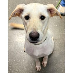 Photo of Maggiano, adoptable Golden Retriever in San Antonio, Texas
