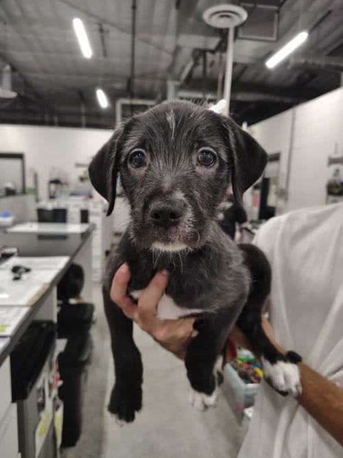 Photo of Teresa, adoptable Labrador Retriever in Phoenix, Arizona
