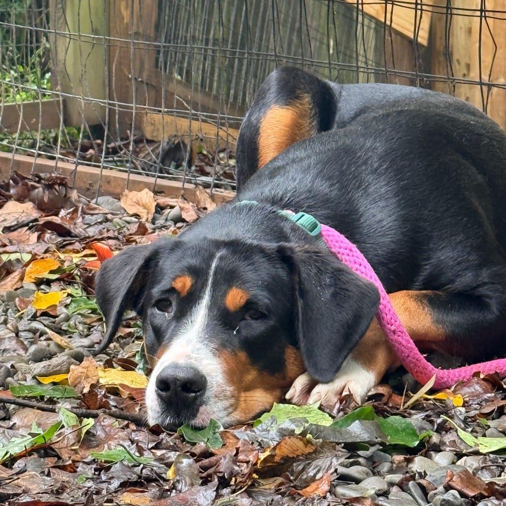 Photo of June, adoptable Greater Swiss Mountain Dog in West Chester, Pennsylvania