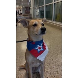 Photo of Goldie, adoptable Terrier (Unknown Type, Medium) in Doral, Florida