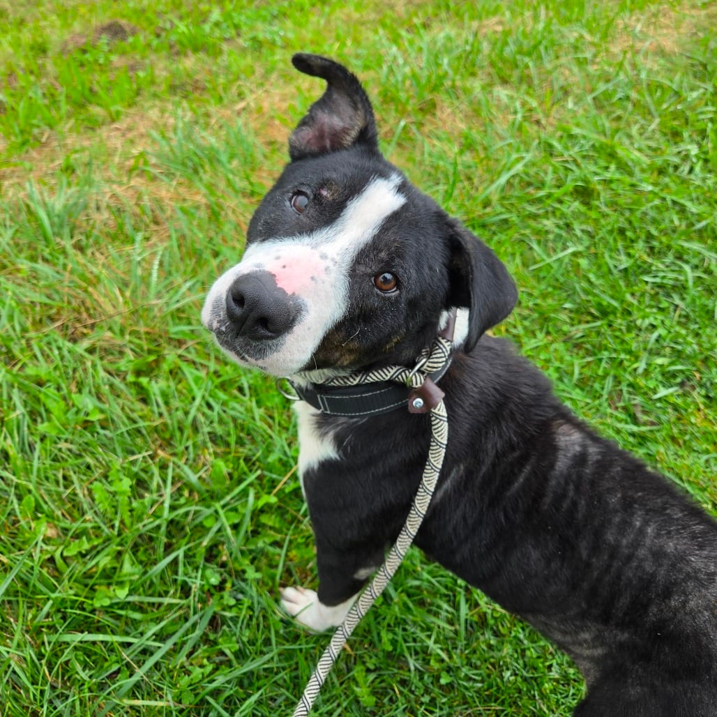 Photo of Ethel, adoptable Mixed Breed (Medium) in Binghamton, New York