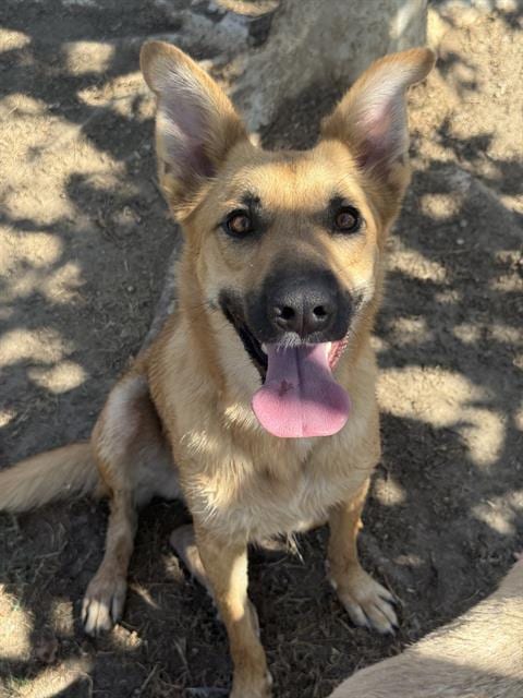Photo of Lilo, adoptable German Shepherd Dog in Riverside, California