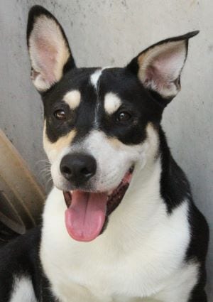 Photo of Lorenzo, adoptable German Shepherd Dog in Savannah, Missouri