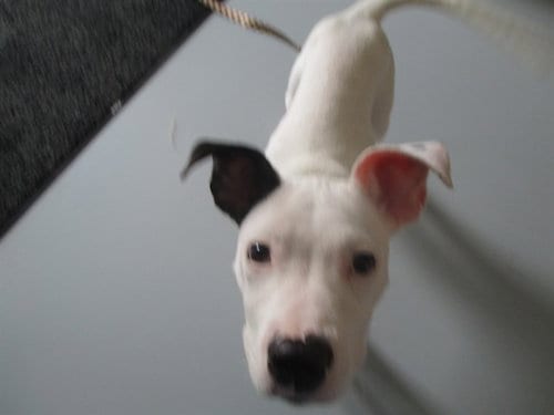 Photo of Tomodachi, adoptable American Pit Bull Terrier in Ocala, Florida