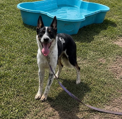 Photo of Sadie, adoptable Australian Cattle Dog/Blue Heeler in Riverside, California