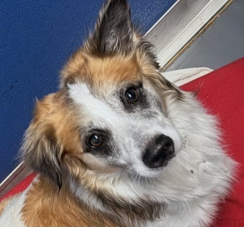 Photo of Markie, adoptable Shetland Sheepdog Sheltie in Oakland Park, Florida