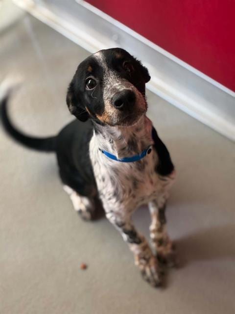 Photo of Mr.Incredible, adoptable Queensland Heeler in Visalia, California
