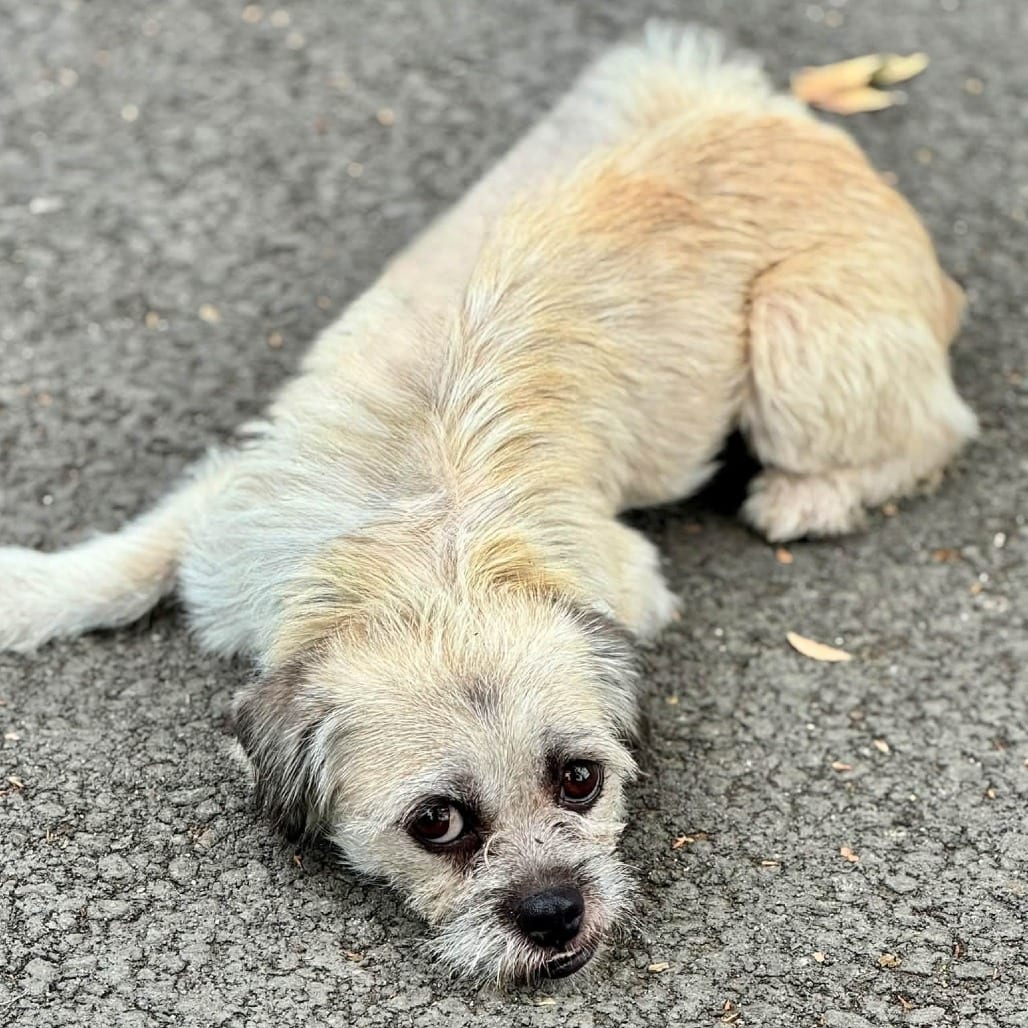 Photo of Squiggle - City of Industry Location, adoptable Terrier / Mixed Breed (Small)