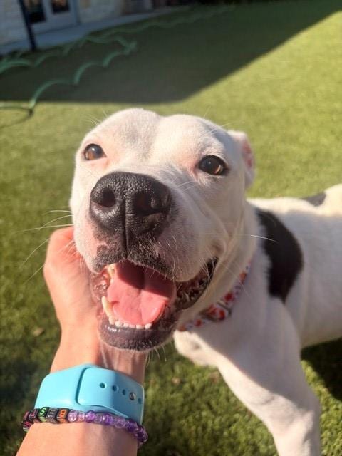 Photo of Fester, adoptable Pit Bull Terrier in Baytown, Texas