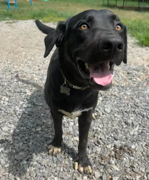 Photo of Theo, adoptable Shepherd in Holly Springs, North Carolina