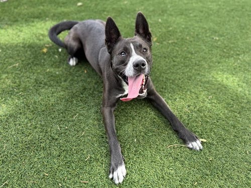 Photo of Luey, adoptable Australian Cattle Dog/Blue Heeler in Antioch, California