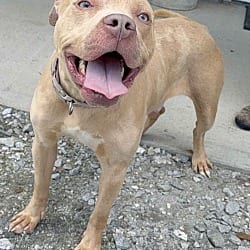 Photo of Hunter, adoptable American Pit Bull Terrier in Washington, Georgia