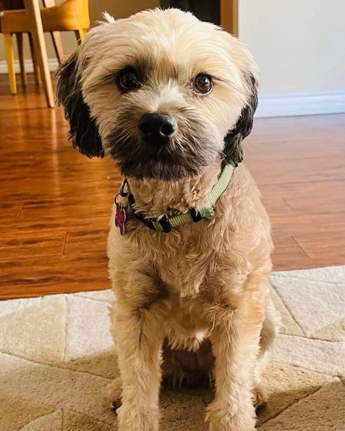 Photo of Kenya, adoptable Shih Tzu in Corona, California