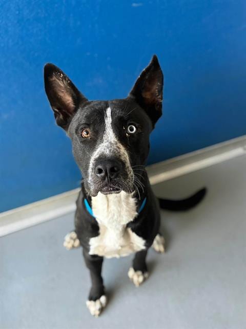 Photo of A256594, adoptable Pit Bull Terrier in Visalia, California