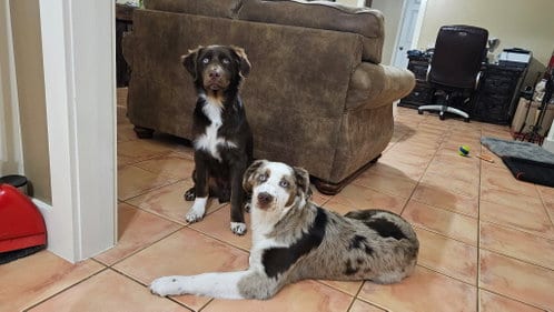 Photo of Rio and Oso, adoptable Australian Shepherd in Dallas, Texas