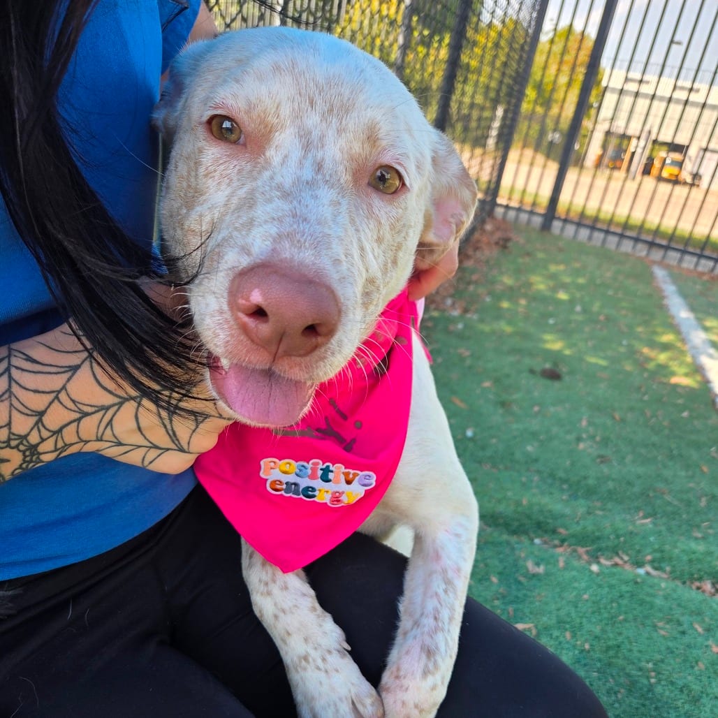 Photo of Peal, adoptable dog