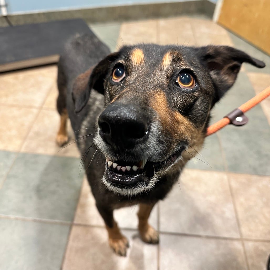 Photo of Juniper, adoptable Mixed Breed (Large) in Chattanooga, Tennessee