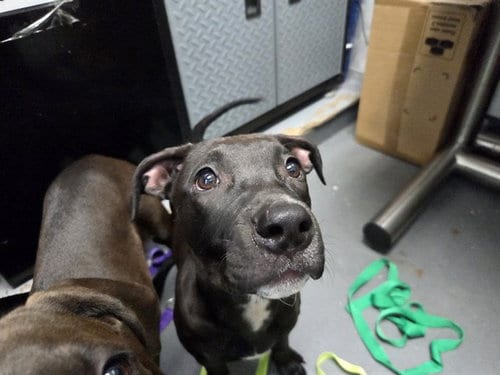 Photo of Rory, adoptable Pit Bull Terrier in Antioch, California