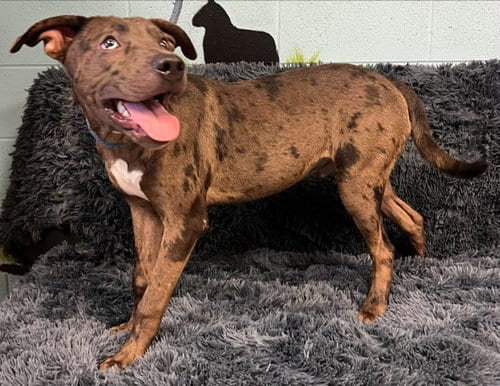 Photo of Archie, adoptable Catahoula Leopard Dog in Pryor, Oklahoma