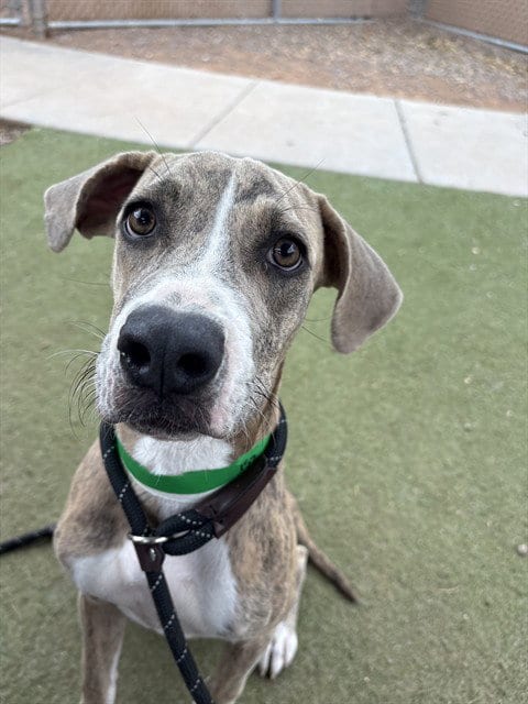 Photo of Samara, adoptable American Pit Bull Terrier in Phoenix, Arizona