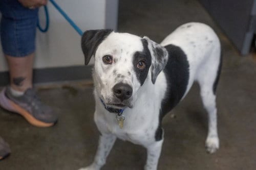 Photo of Desi, adoptable Border Collie in Mountain Home, Arkansas