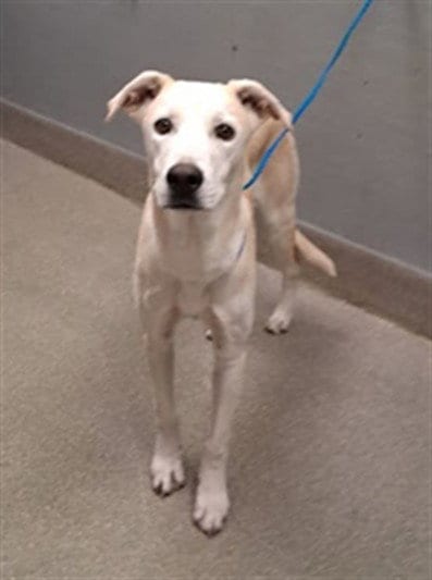 Photo of Lee, adoptable Labrador Retriever in Las Vegas, Nevada