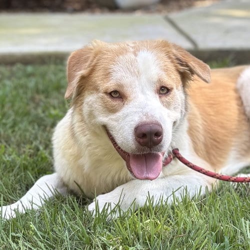 Photo of BJ, adoptable Australian Shepherd in Yardley, Pennsylvania