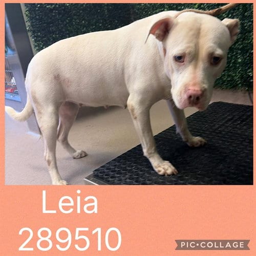 Photo of Leia, adoptable Bulldog in Macon, Georgia
