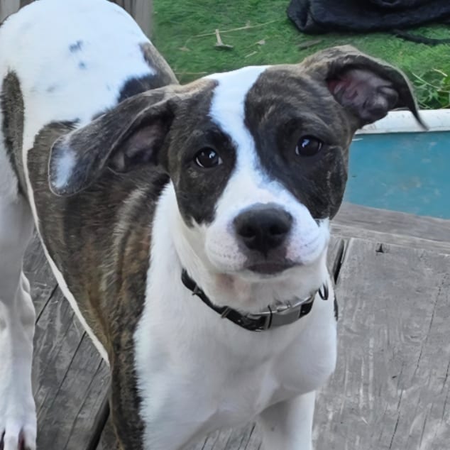 Photo of Glory, adoptable Hound / Mixed Breed (Medium) in Grinnell, Iowa