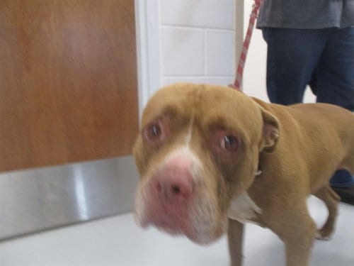 Photo of Nitro, adoptable Staffordshire Bull Terrier in Ocala, Florida
