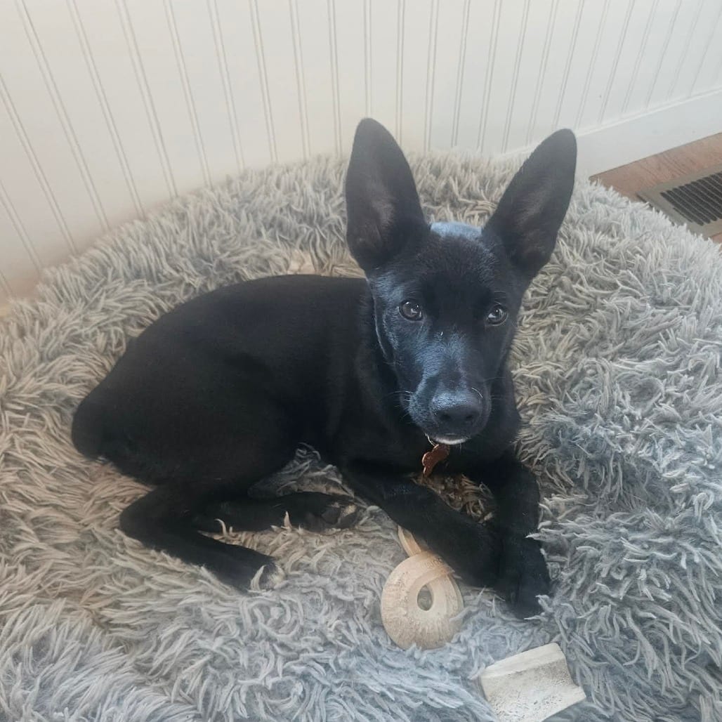Photo of Dre-63376, adoptable Malinois, Belgian in Bend, Oregon