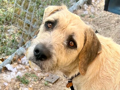 Photo of Crouton, adoptable dog in Georgetown, Texas