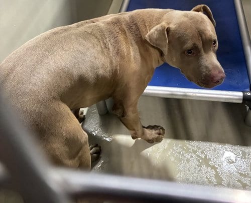 Photo of Rhino, adoptable Pit Bull Terrier in Bakersfield, California