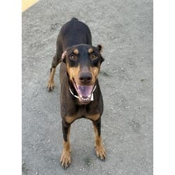 Photo of Millie, adoptable Doberman Pinscher in Jurupa Valley, California