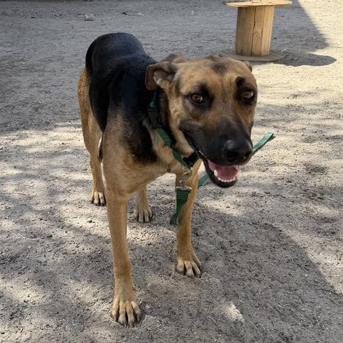 Photo of Ray, adoptable German Shepherd Dog in Thousand Palms, California