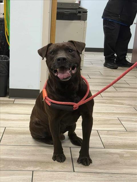 Photo of Modello, adoptable Bulldog in Mobile, Alabama