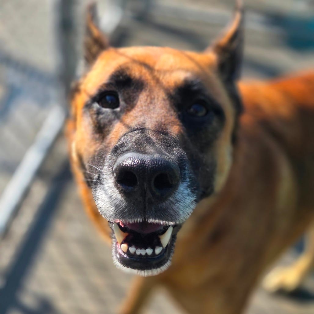 Photo of Chief, adoptable Mixed Breed (Large) in Winfield, West Virginia