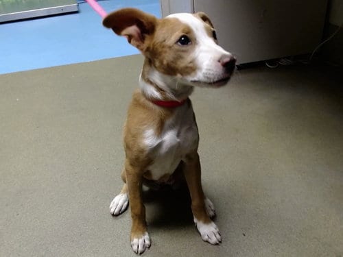 Photo of Merry, adoptable Pit Bull Terrier in Moreno Valley, California
