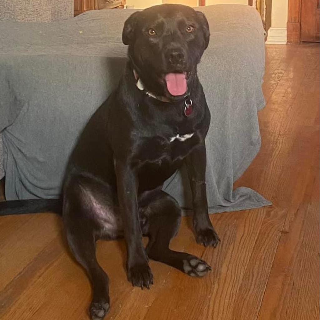 Photo of Bobby John, adoptable Mixed Breed (Large) in St. Louis, Missouri